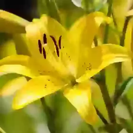 Lilies